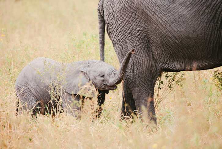 Love Animals? Here's How To Visit Them In the Wild Responsibly