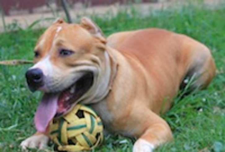 7 Life Lessons I've Learned From My Dog