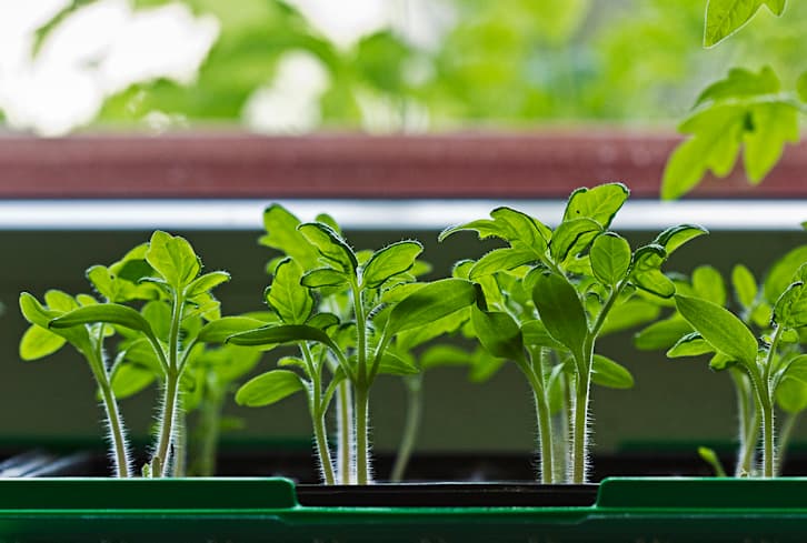 How To Grow Perfect Tomatoes Inside, On The Patio, Or In Your Garden
