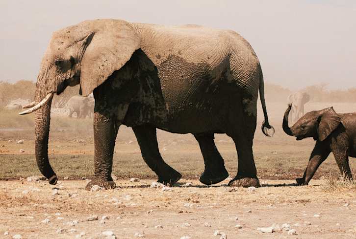 Elephants Carry Spiritual Messages — Here's What To Know When You See One