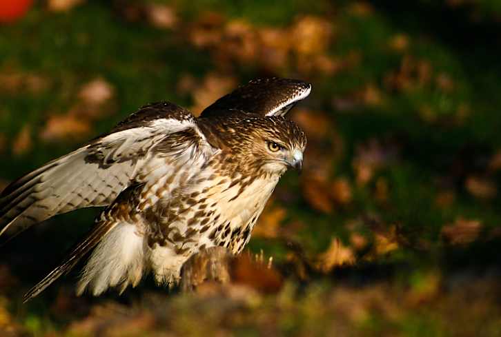 This Spirit Animal Can Signify That A Big Change Is Headed Your Way