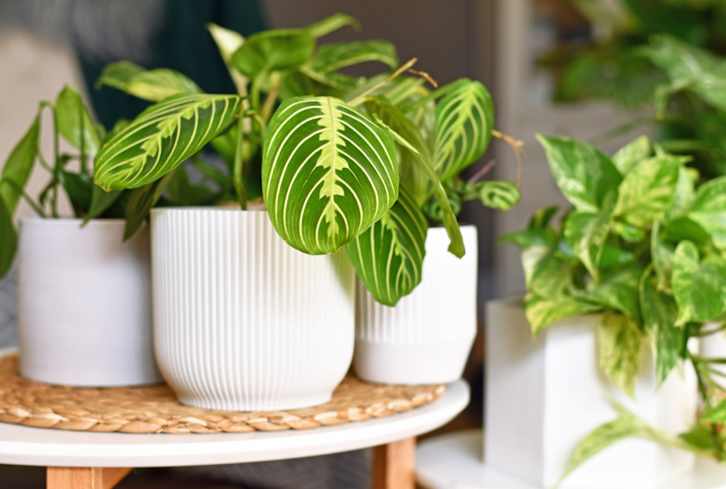 This Funky Houseplant Changes Its Shape At Night (& Doesn't Need Much Light To Survive)