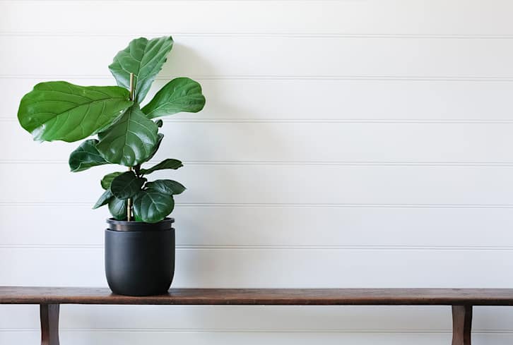 This Tall Houseplant Is So Finicky, But We've Got The Secret To Keeping It Alive