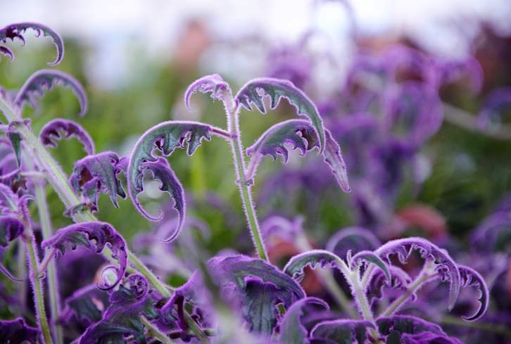 Love The Color Purple? Here's What To Know About Its Spiritual Meaning