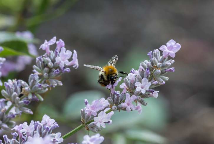 4 Essential Features Of A Pollinator-Friendly Garden