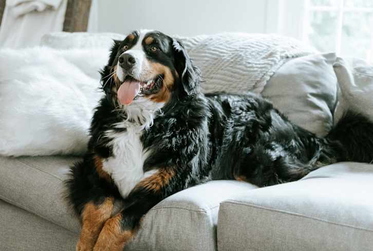 My Dog's Fur Destroyed Two Vacuums Before I Found This Powerful Option