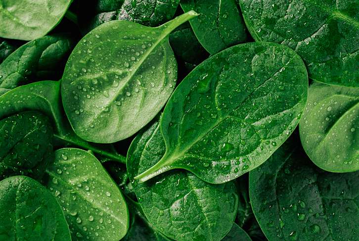 This Is How Experts Store Spinach So It Doesn't Spoil So Quickly