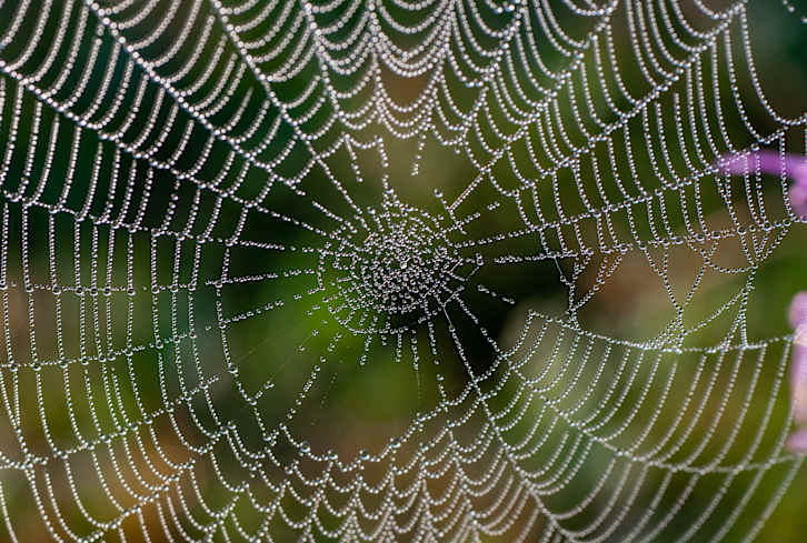 Scared Of Spiders? Here's Why They're Actually A Powerful Spiritual Symbol