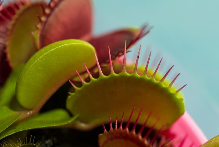 This Hungry, Hungry Houseplant Can Take Care Of Pest Problems For You