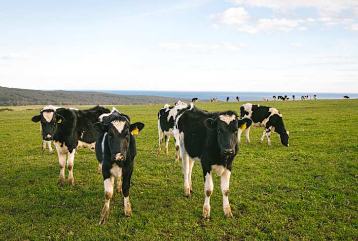 This Unlikely Ingredient Could Reduce Emissions From Gassy Cows By Up To 90%