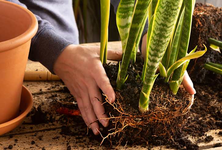5 Natural Plant Fertilizers To Kick Off Growth In Your Garden