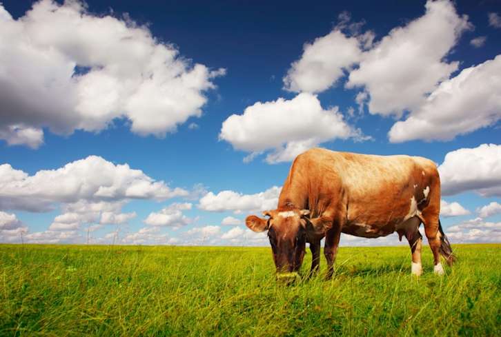 5 Reasons Why You Should Be Mindful Of Factory-Farmed Meat