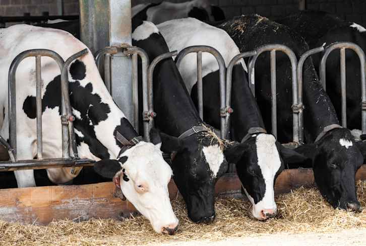 Study Says That If You Want To Help The Environment, Eat Less Meat
