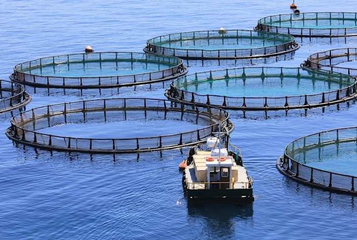 7 Things Everyone Should Know About Farmed Fish