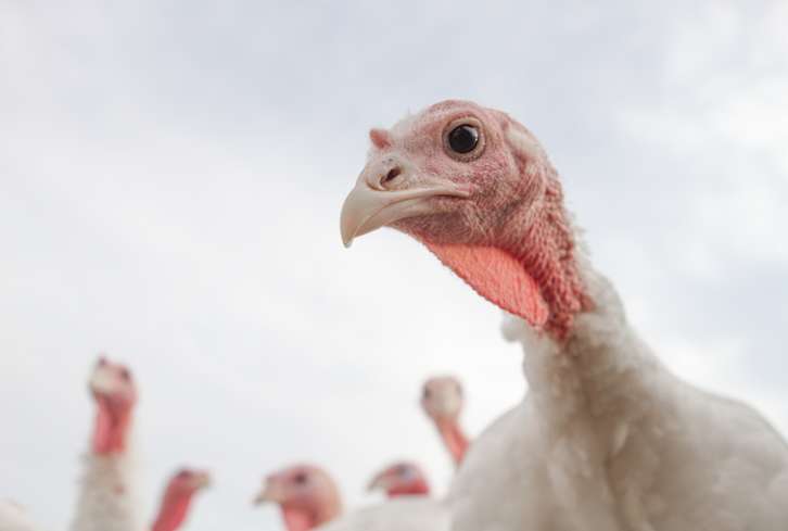 Here's Why Organic Turkeys Are So Darn Expensive