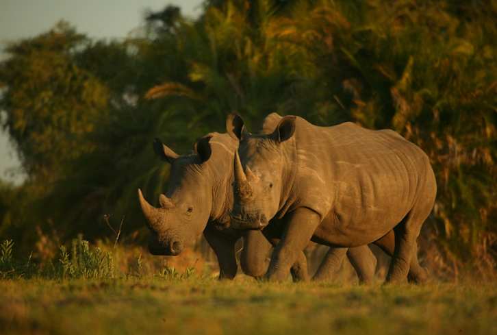 What I Wish Everyone Knew About Rhinos