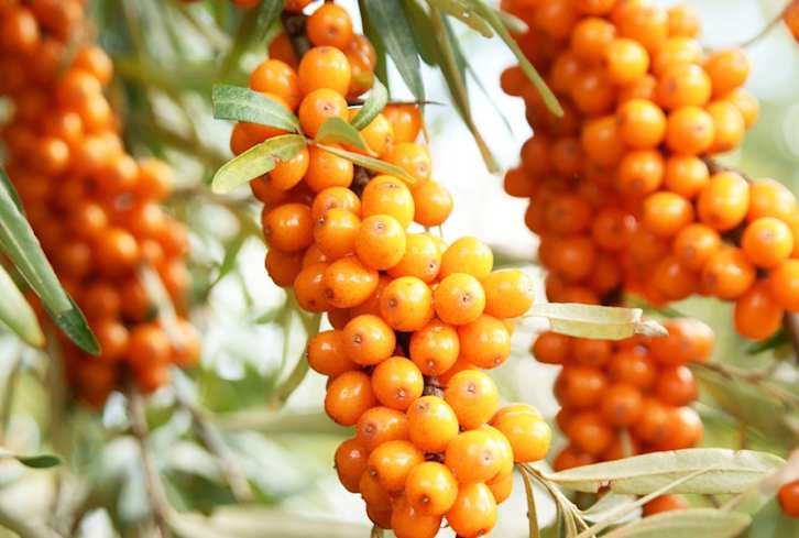 4 Natural Treatments For Common Skin Conditions