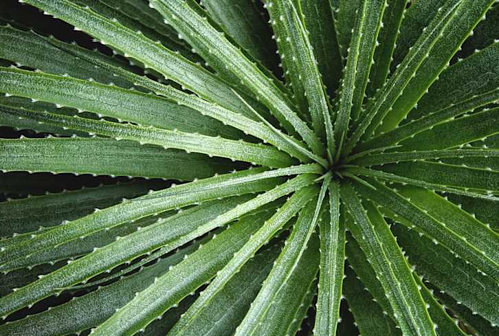 Is Your Favorite Color Green? Here's What It Symbolizes & Represents