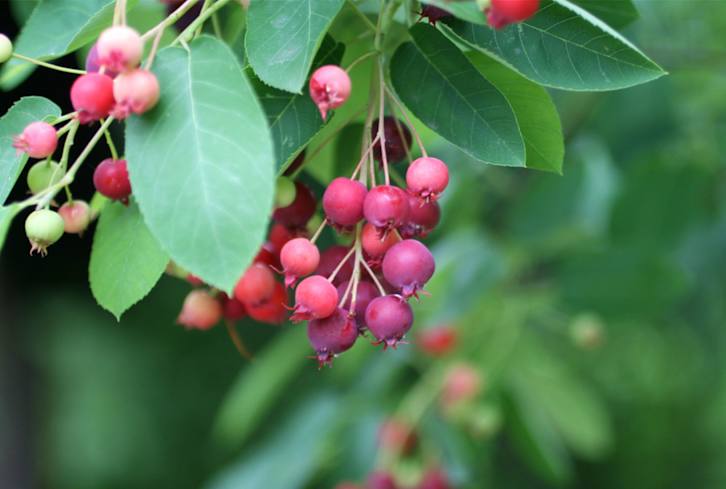 3 Edible Plants That Belong In Your Wildlife-Friendly Garden