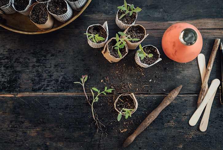 6 Seed Starter Kits That'll Take Your Plants From Zero To Hero
