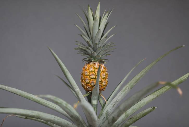 How To Grow Your Own Pineapple Plant At Home (It's Surprisingly Doable)