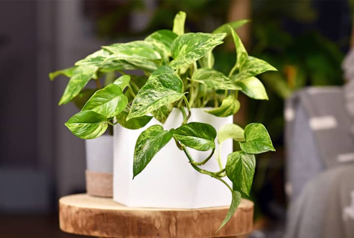 This Houseplant Can Thrive Almost Anywhere & Grows Up To 20 Feet Long