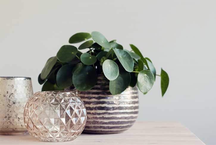 This Plant Is A Lucky Charm—And It Will Totally Thrive In Your Home