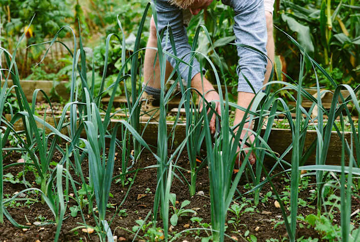 Weeds Don't Stand A Chance Against These 7 DIY Natural Weed Killers