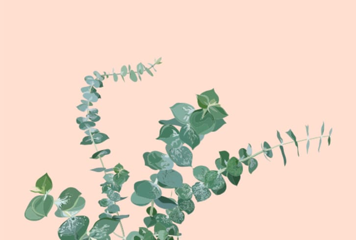 A Guide To Eucalyptus Oil: The Uses & Benefits Of This Distinct Scent