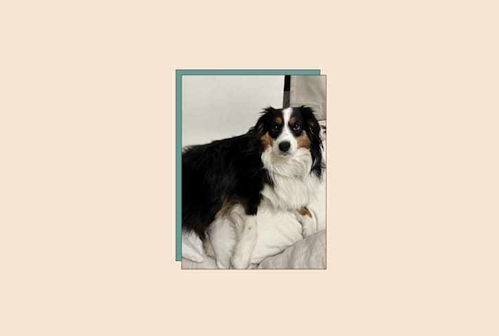 My Dog's Fur Was Everywhere — Until I Found This (A Must-Have For Pet Owners)