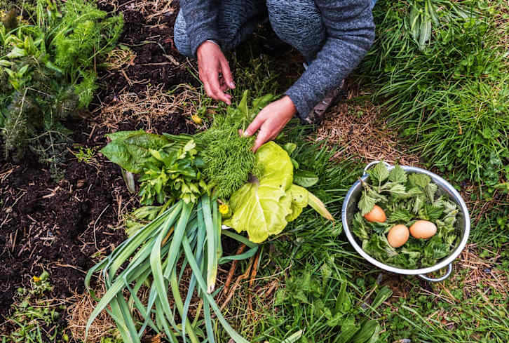 How To Start Your Own Permaculture Garden (And Learn A Ton Along The Way)