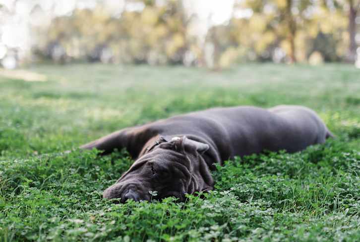 Add This To Your Lawn For A Healthier & More Wildlife-Friendly Garden