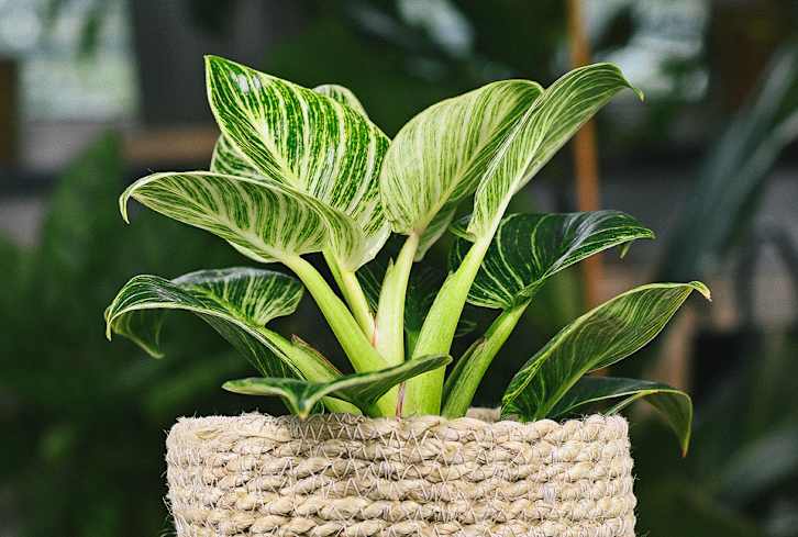 Philodendron Looking Sad? This Care Guide Will Tell You Why & What To Do