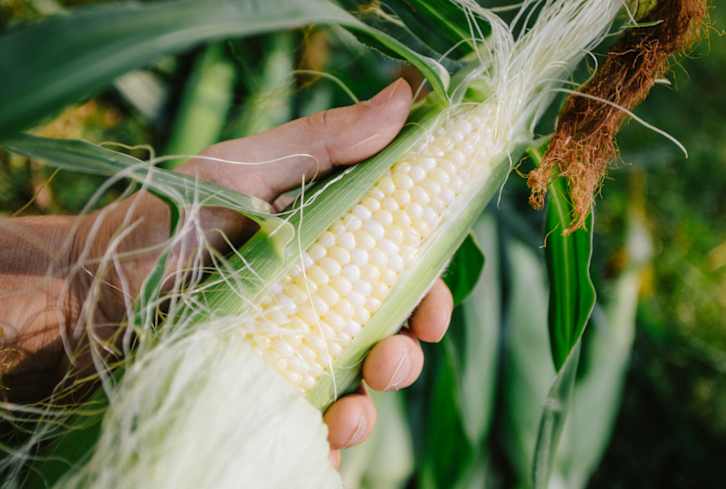 Is Corn A Grain, A Veggie, Or A Fruit, And Is It Actually A Veggie? Nutritionists Explain