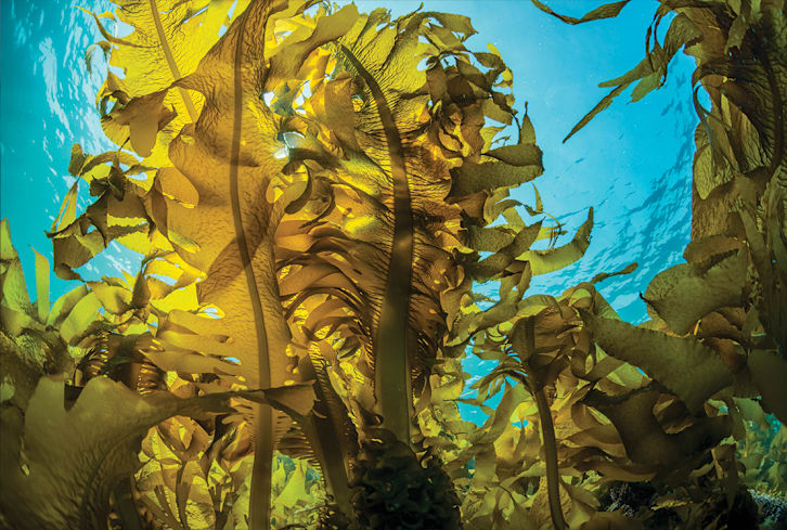 This Sea Vegetable Is Packed With Undeniable Gut Health Benefits