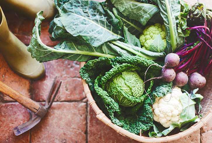 Thinking Beyond Sustainability: How Regenerative Farming Can Save Our Planet