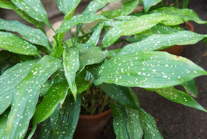 This Low-Light Houseplant Is Nearly Impossible To Kill