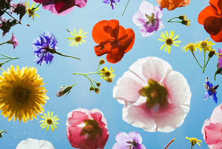 Is This Underrated Botanical The Secret To Calm, Supple Skin?