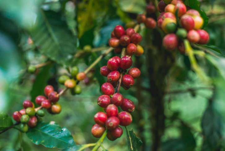 This Underrated Antioxidant-Rich Fruit Has Noteworthy Health Benefits