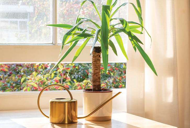 This Tropical Tree Thrives As A Houseplant (If You Get The Right Type)