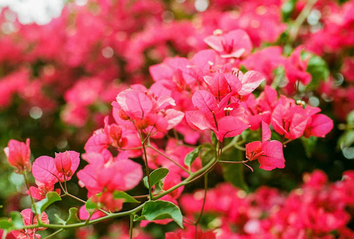 The Vivacious Plant Is Like A Coat Of Fresh Paint For Your Garden