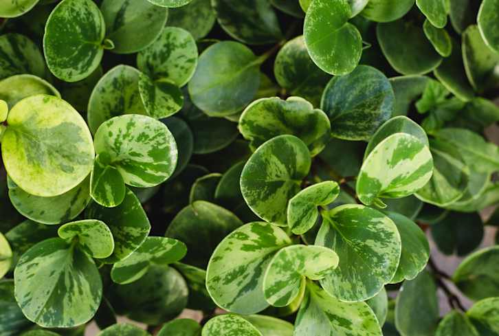 This Baby Houseplant Would Be A Darn Cute Addition To Any Collection