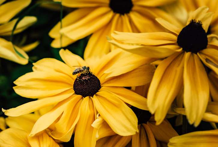 So Turns Out Bees Can Do Math — As If They Needed Another Reason To Be Amazing