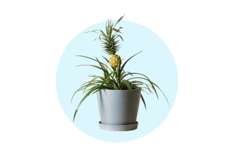 pineapple plant in dark pot on blue background