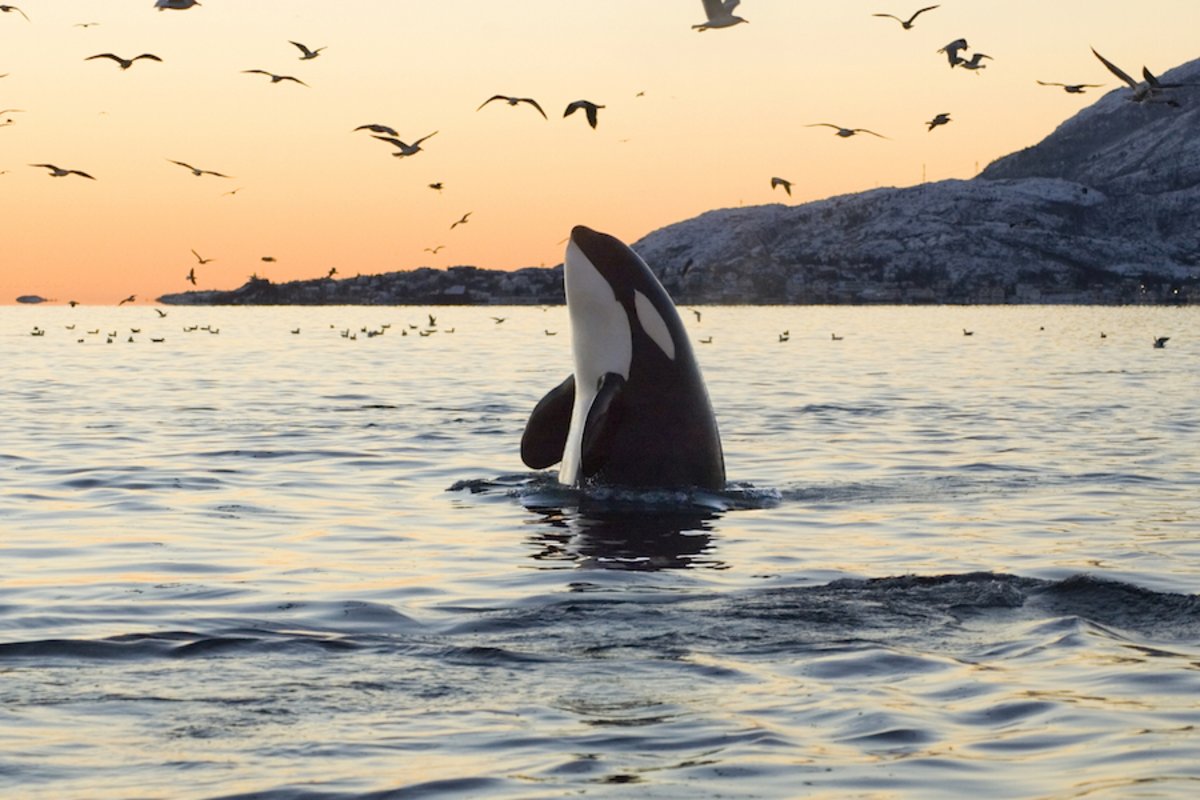 I Was A Seaworld Trainer For 7 Years. Here's My Story