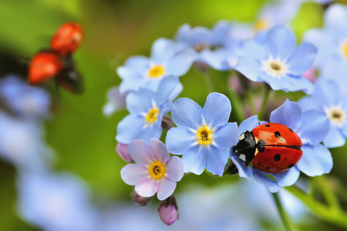 Ladybug Symbolism: 5 Spiritual Meanings & What To Do About It |  mindbodygreen