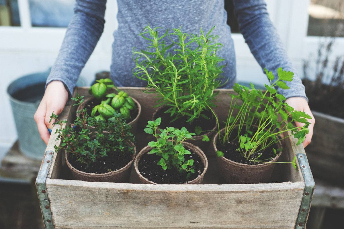 8 Home-Grown Plants & Herbs For Naturally Glowing Skin | mindbodygreen