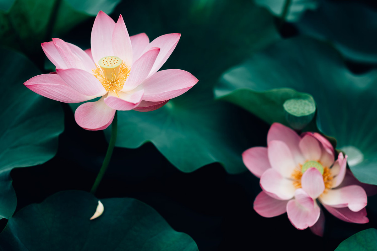 Lotus Flowers: The History, Symbolism & Meaning Of This Flower ...