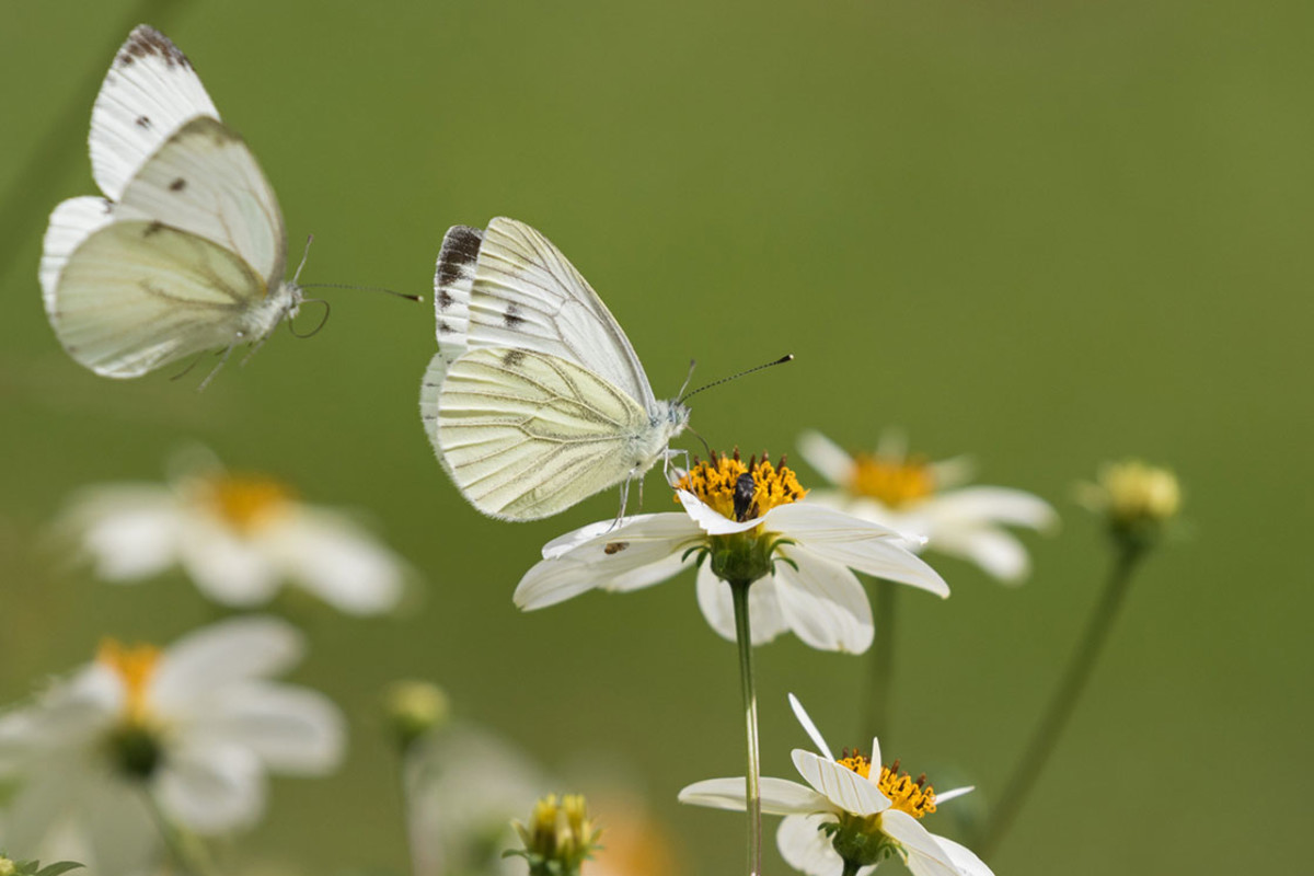 White Butterfly Meaning: Symbolism + Why You're Seeing Them | mindbodygreen