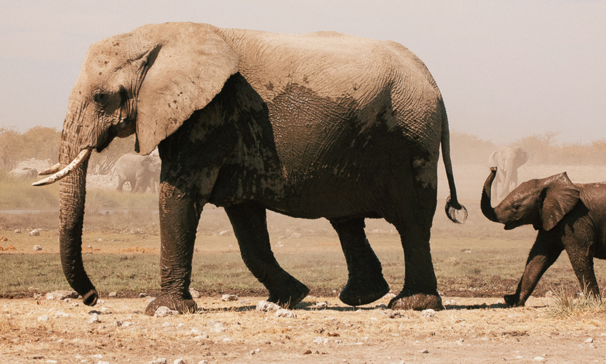 What Does It Mean That Another Giant Elephant Has Fallen?
